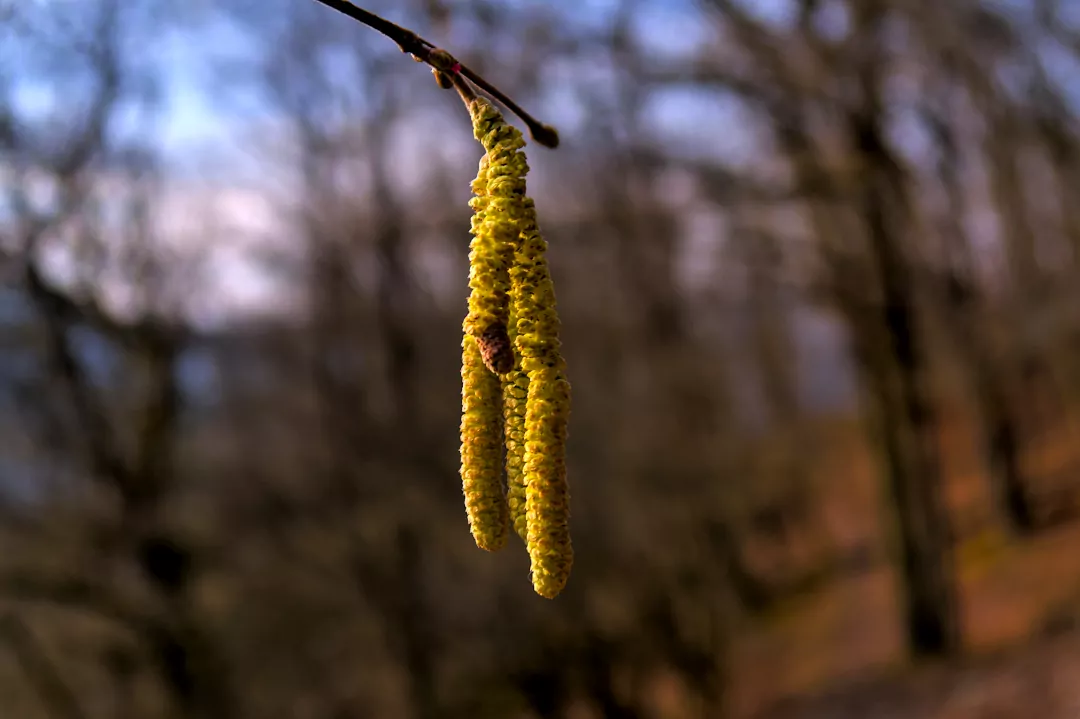 Der spektakuläre Pollen-Terrorist 🤧🎉